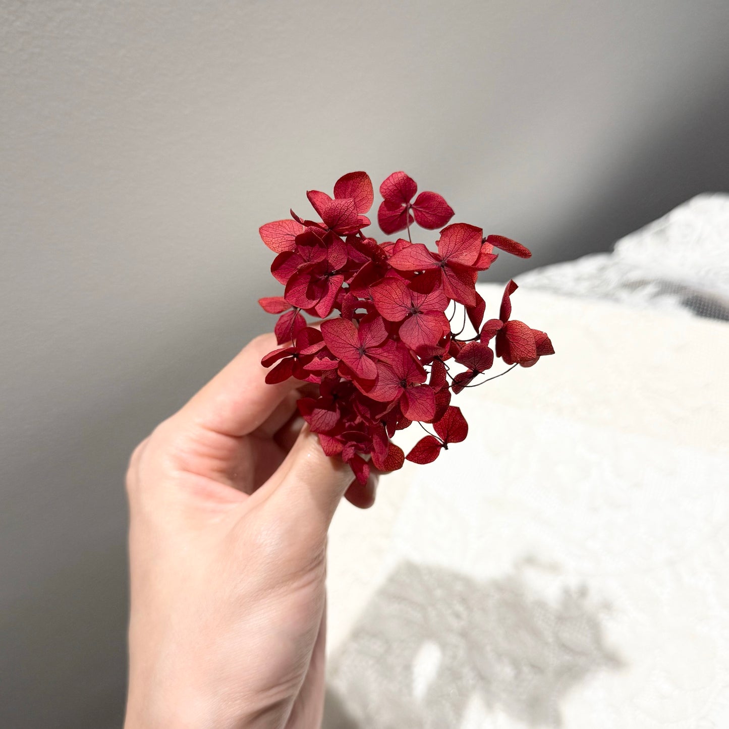 Preserved Hydrangea（as shown in the picture）