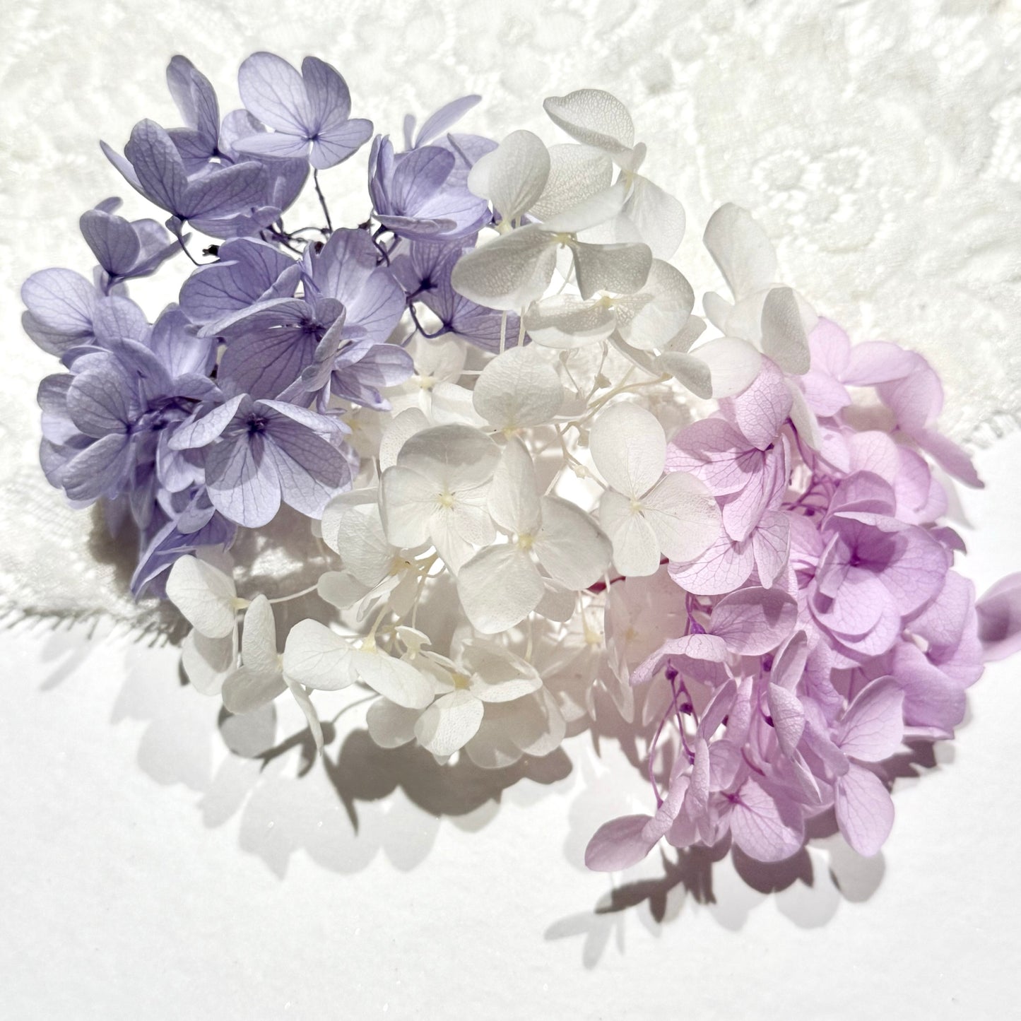 Preserved Hydrangea（as shown in the picture）