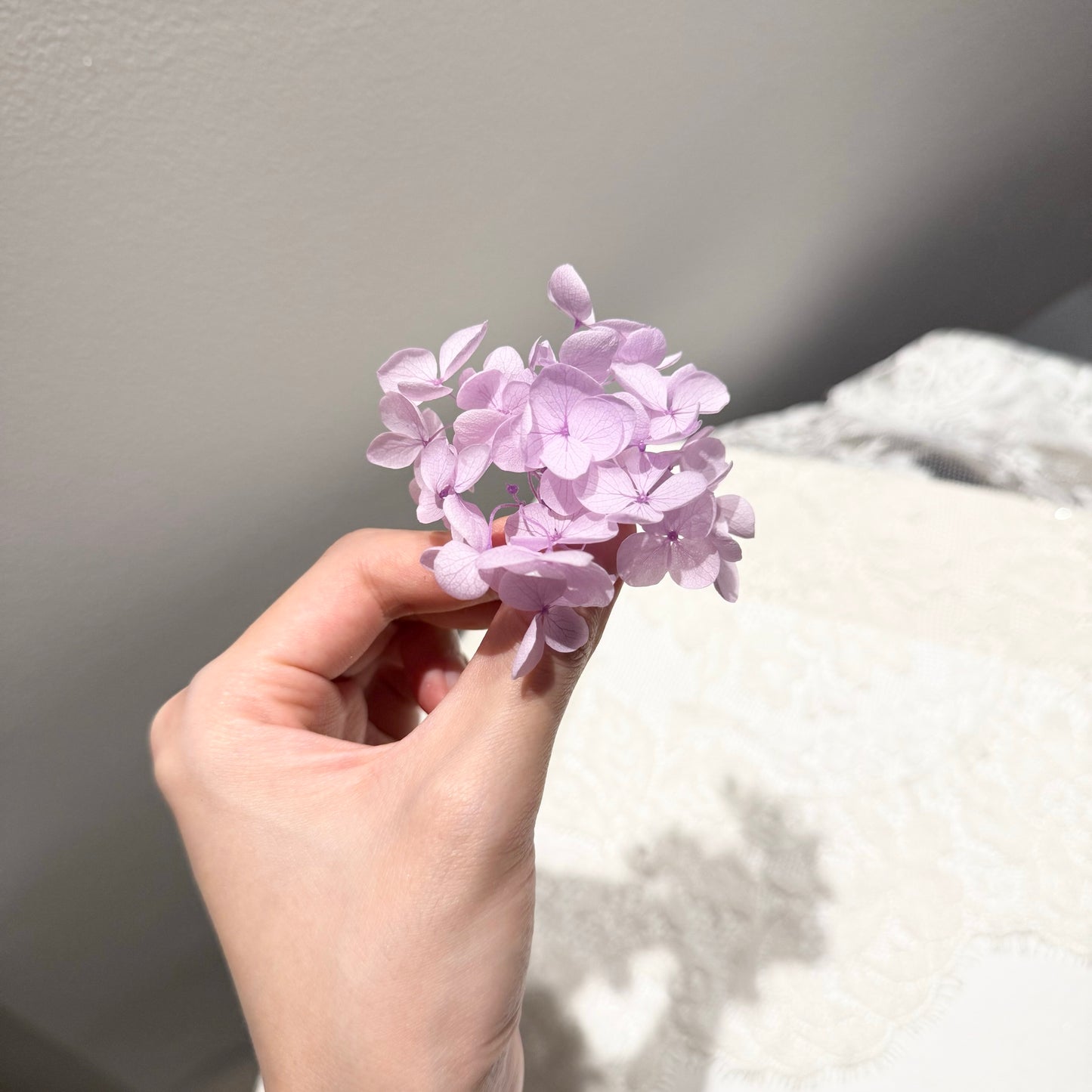 Preserved Hydrangea（as shown in the picture）