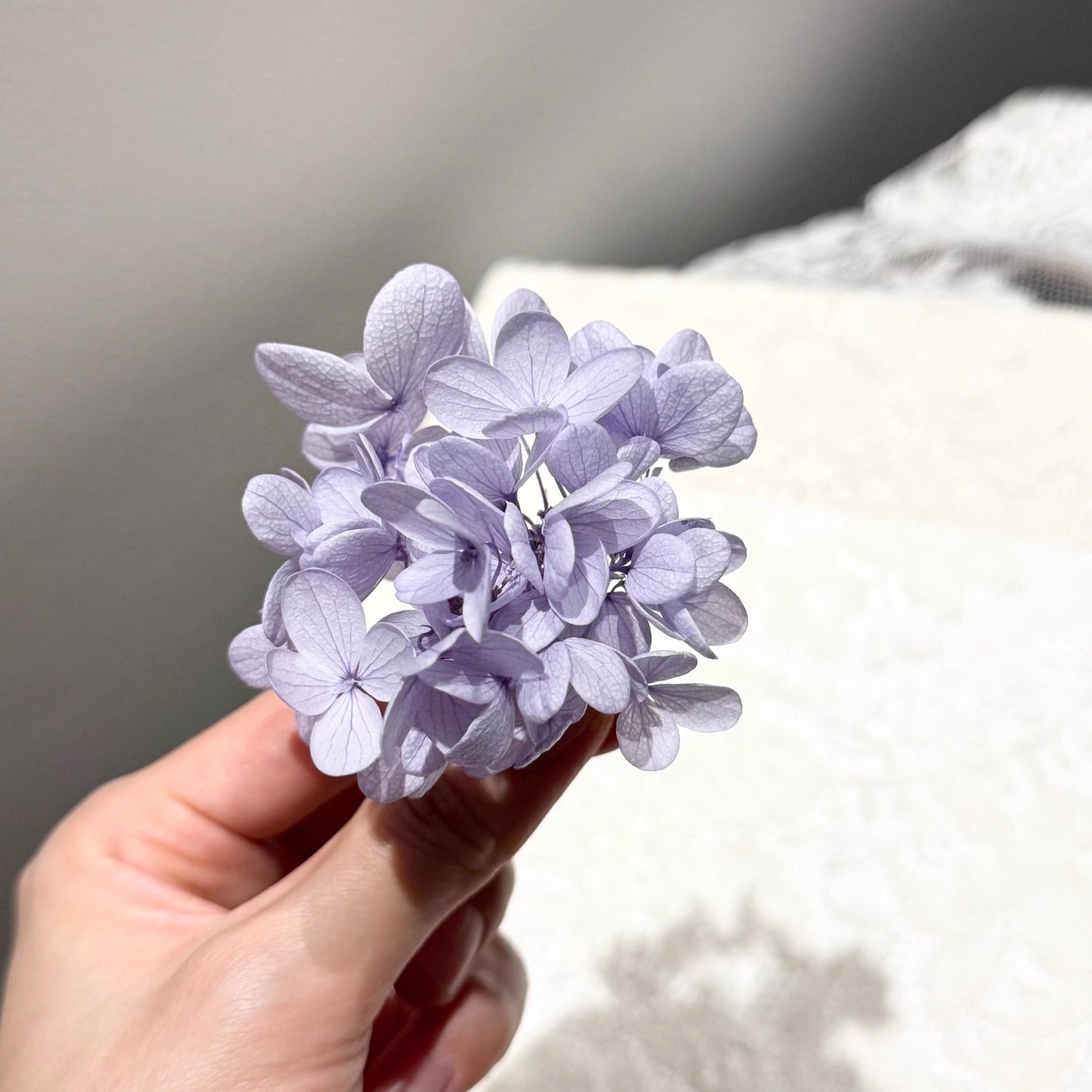 Preserved Hydrangea（as shown in the picture）